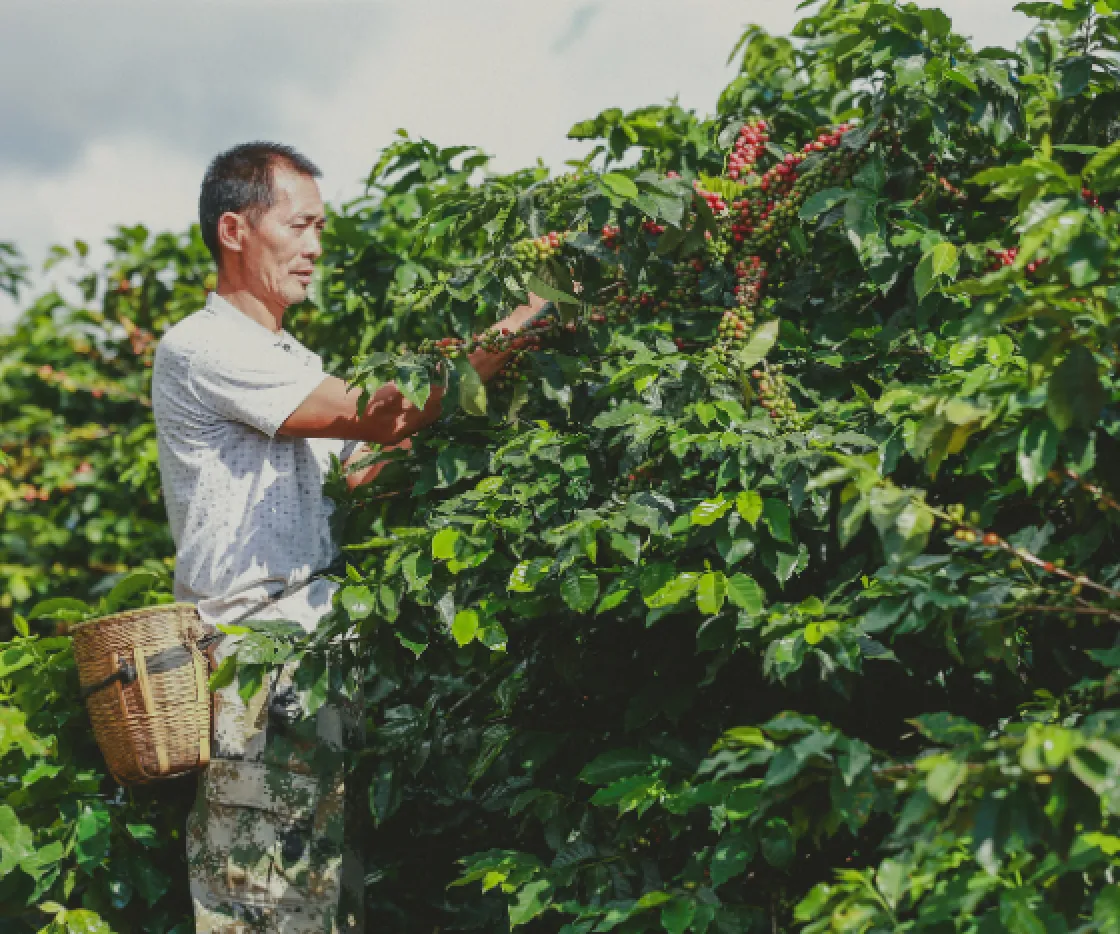 Asia Pacific, a person on a coffee farm in Asia/Pacific region